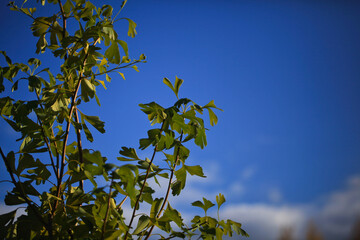 Autumn leaves of ginkgo biloba on a natural background. Landscaping in the home garden.