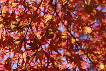 色付き始めたモミジ