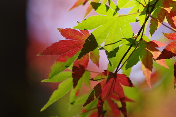 色付き始めたモミジ