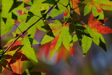 色付き始めたモミジ
