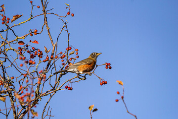 one american robin bird resting on the tip of a thin branch filled with tiny red berries under clear blue sky on a sunny day