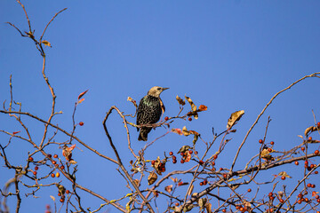 one starling bird resting on the tip of a thin branch filled with tiny red berries under clear blue sky on a sunny day