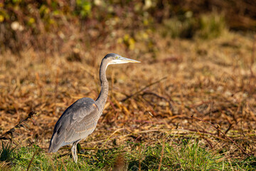 one great blue heron resting on the open filed filled with brown grasses under the sun
