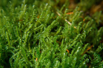 Close-up wet green moss growing covered on ground, selective focus. Forest moss. Ecological background.