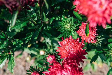 Bright pink flowers in the summer garden. Red peonies with green leaves on sunny day close-up. Flower background.