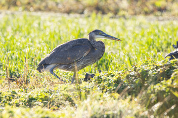 one great blue heron searching for its next prey on a open field on a sunny day