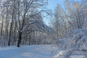 Mysterious road in winter forest. Sun's rays break through the snow-covered branches of trees. Concept of winter travel during the new year holidays.
