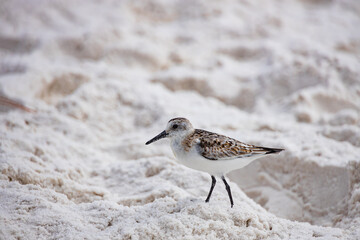Sandpiper shore bird on the beach