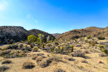 Fototapeta na wymiar Joshua Tree National Park cactus in California