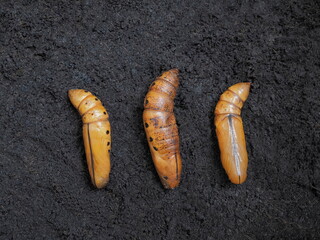 Top view three pupas of Oleander Hawk-Moth (Daphnis nerii) on the soil texture background.