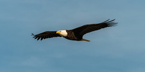 close up shot of a majestic bald eagle flew overhead on a sunny day under the blue sky