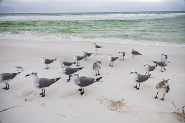 Seagulls in the sand on the beach


