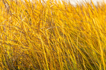tall grasses in the marshland under the setting sun with a beautiful golden glow