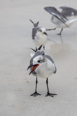Seagulls in the sand on the beach

