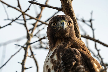 close up of a beautiful hawk resting among the busy tree branch on a winter morning while staring at your way