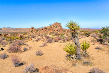 Joshua Tree National Park cactus in California