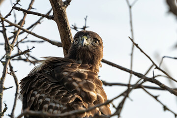 close up of a hawk resting on the tree branch staring at you with a funny look on its face