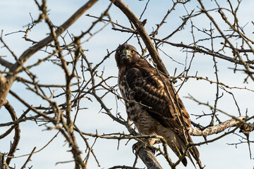 close up of a beautiful hawk resting on the tree behind dense leafless branches 