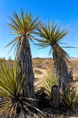 Obraz na płótnie Canvas Joshua Tree National Park cactus in California