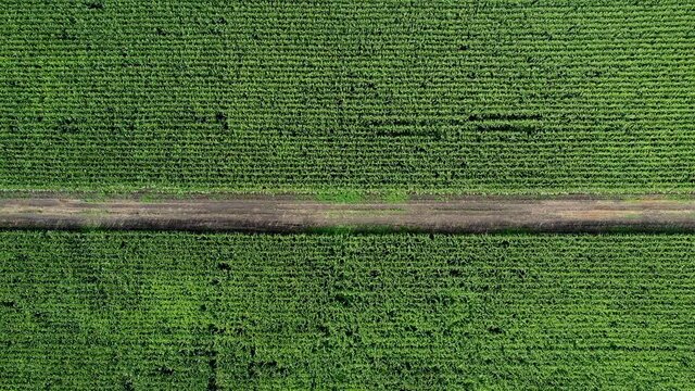 Top down roll shot of corn field in summer.