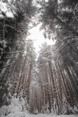 Winter forest concept. Trees in a snowy forest. Beauty of nature.