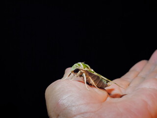 view at night of a new born Oleander Hawk-Moth (Daphnis nerii) perching on hand with black background.