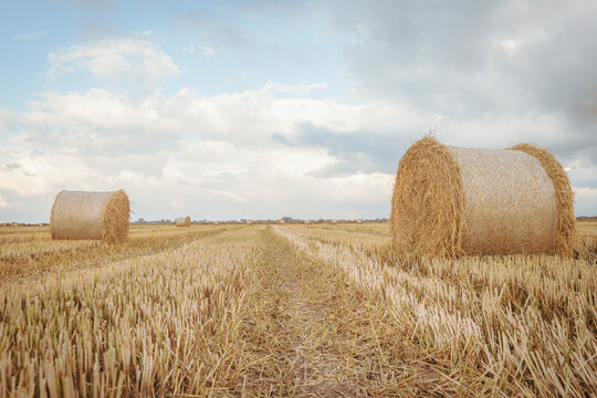 Harvest time - Hasat zamanı