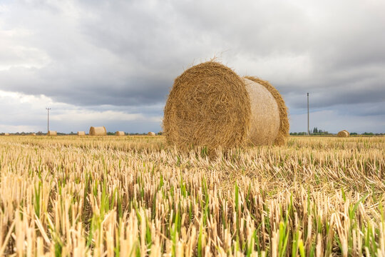 Harvest time - Hasat zamanı