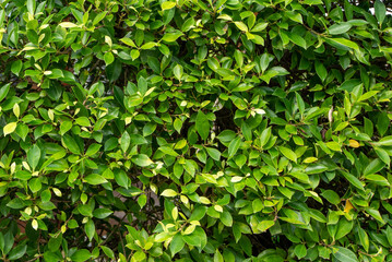 Fototapeta na wymiar Green Leaves background in nature