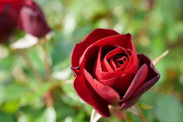 Close-up of a beautifully blooming rose named 