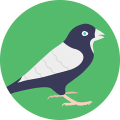 Fototapeta premium Crow, a large perching bird with mostly glossy plumage 