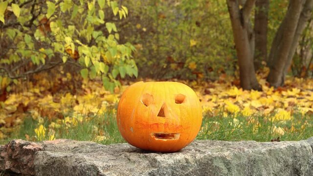 Static view of carved Halloween pumpkin by falling leaves in garden
