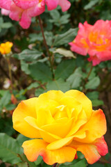 Close-up of a beautifully blooming rose named "Rio Samba"