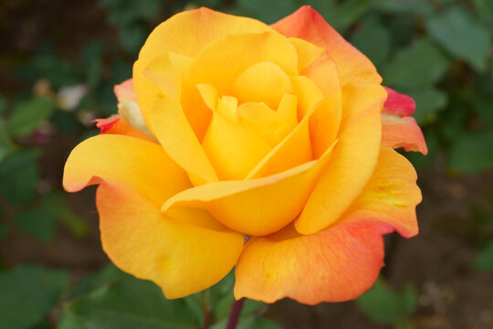 Close-up of a beautifully blooming rose named "Rio Samba"