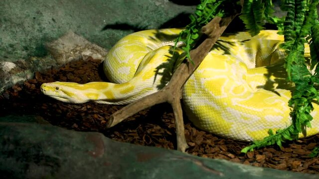 The Burmese python (Python bivittatus albina) is one of the largest species of snakes. It is native to a large area of Southeast Asia but is found as an invasive species elsewhere.