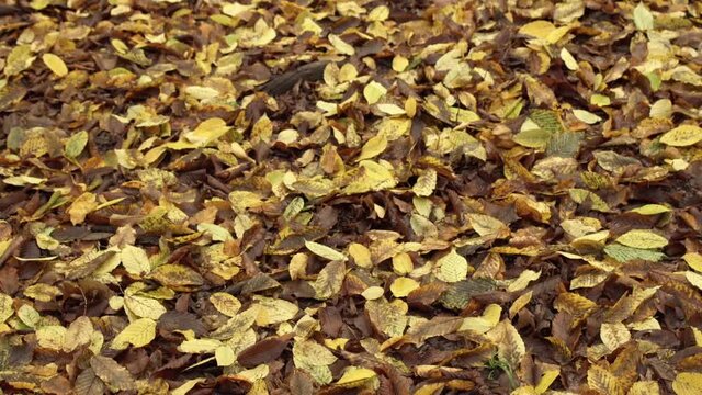 Beautiful forest floor covered in dry leaves in autumn