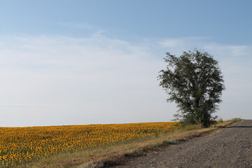 road in the field