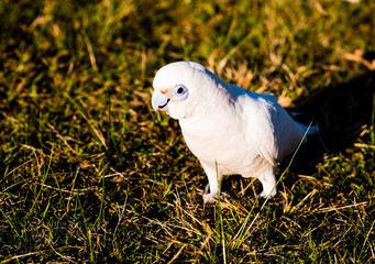 Goffin's cockatoo is enjoying sunset in the wild