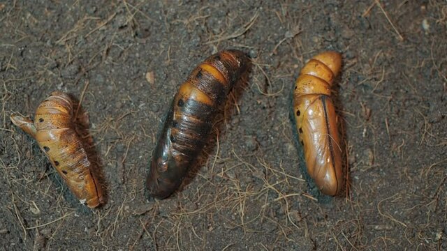 Vdo.  Top view three Pupas of Oleander Hawk-Moth (Daphnis nerii) lying on the soil texture background.