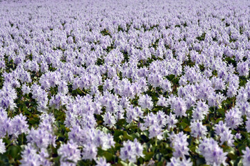 ホテイソウ&nbsp;
