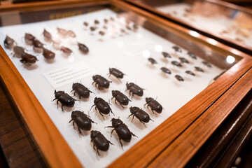 conservation and restoration of insect specimens in the collection box