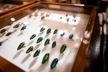 conservation and restoration of insect specimens in the collection box