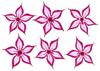 Impala Lily illustration. Set of 6 abstract lily flower vector illustration isolated on white background.