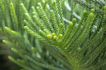 Pine leaf black background image spring back, New Year background image