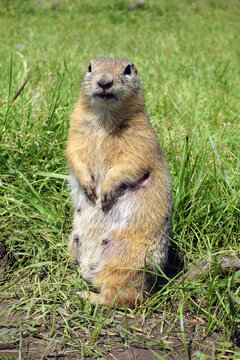 A female of gopher is looking to camera. Close-up