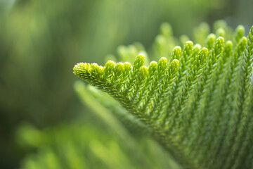 Pine leaf black background image spring back, New Year background image