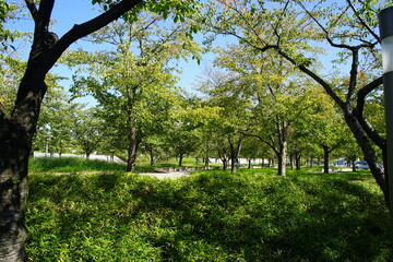 Fototapeta premium 日本らしい桜の樹木が植えられた公園