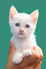 Fototapeta na wymiar Cute kitten in the hand, Holding little white cat on green background.