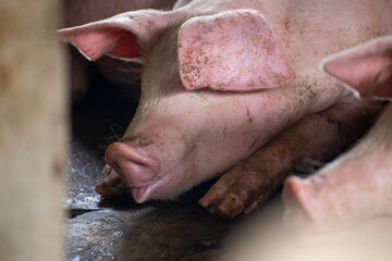 Newborn a fat piglet lying in the farm