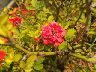 Obraz premium Red Rose Flower 